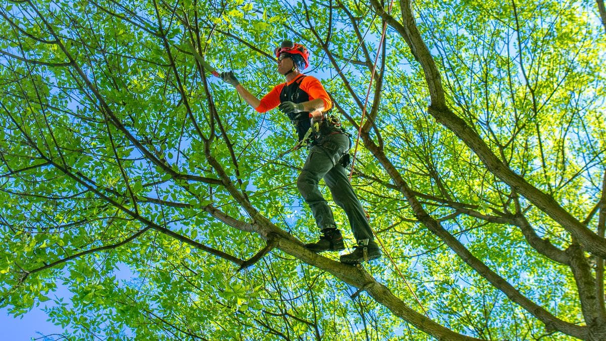 Professional Tree Services in Grand Prairie